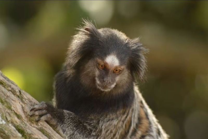 Baby marmosets learn distinctive cry in mother womb