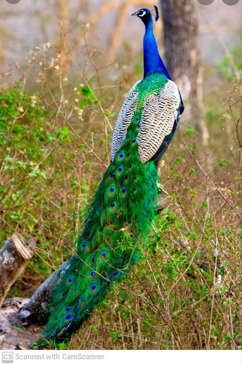 मोर का कुनबा बढ़ा तो हुए सब खुश