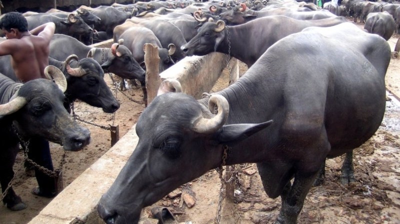 इन पशुओं की हार्टअटैक से हो रही मौत,हुआ चौकाने वाला खुलासा