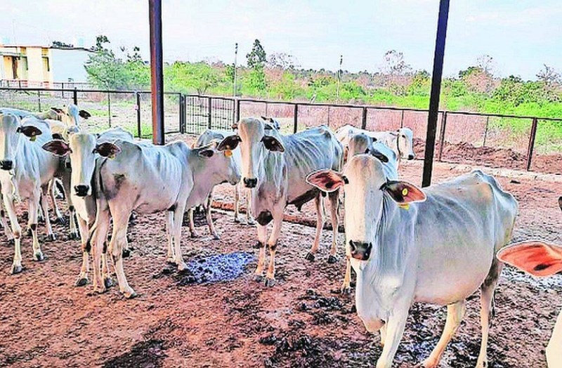 एक गौशाला ऐसी जो बनेगी पर्यटन का केंद्र