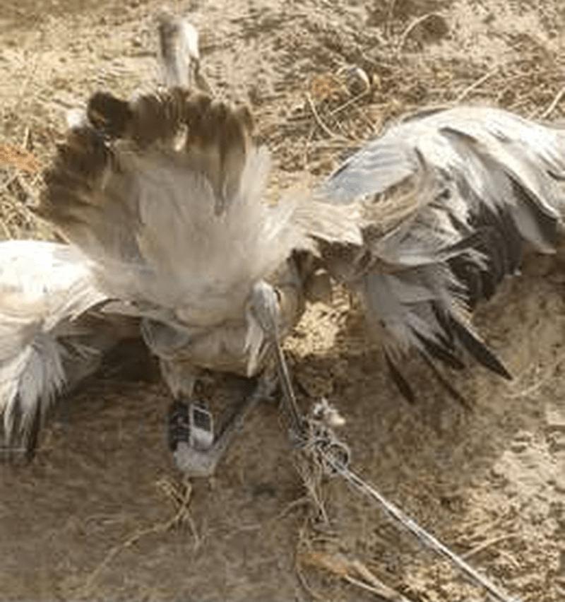 पैरों में डिवाइस और कैमरे लगा साइबेरियन पक्षी मिलने से सनसनी, पुलिस ने कहा जासूसी जैसा कुछ नहीं