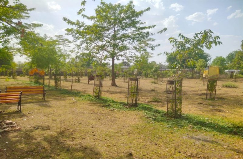 Plantation continues to make the earth green, hundreds of plants planted trees started becoming trees