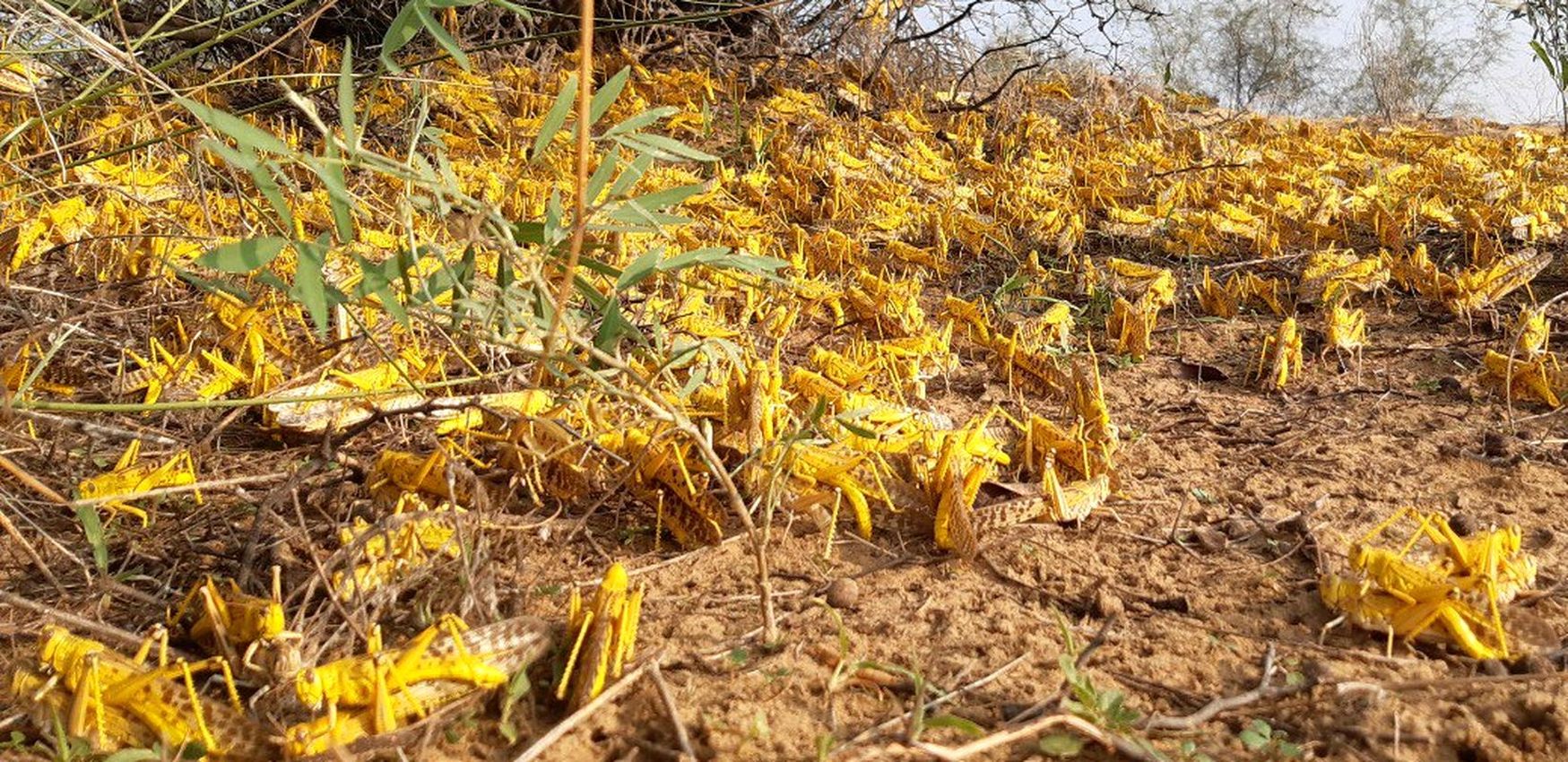 Locust attack: भारत-पाक बॉर्डर पर टिड्डी देगी दस्तक, ये है वजह