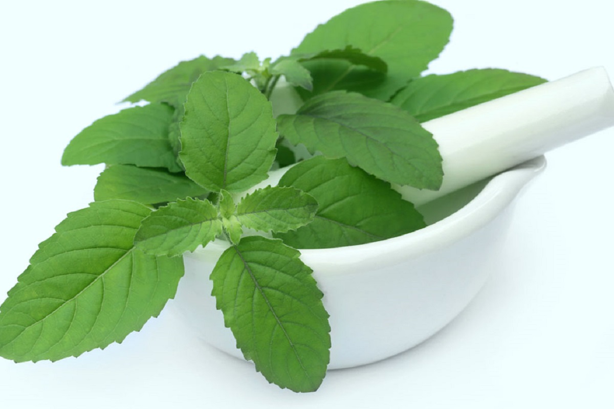Basil Side Effects: तुलसी फायदे की जगह सेहत को पहुंचा सकती है नुकसान, जानें इसके साइड इफेक्ट्स