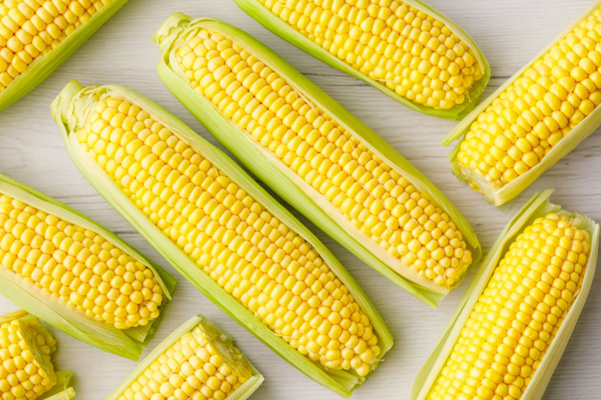 Corn Benefits: मक्का खाने से मिलते हैं कमाल के फायदे, कई समस्याएं होती हैं दूर