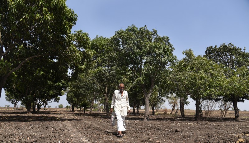 World Environment Day - कबीर की राह पर किसान... पक्षियों के लिए लगाए फलों के पेड़