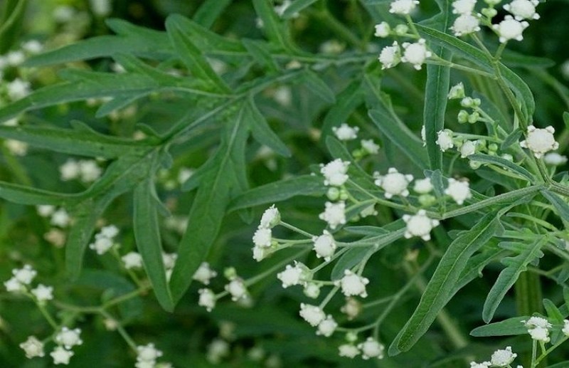 Gujarat News : रक्त-बीज के समान गाजर घास पर नियंत्रण के लिए ऐसे करें उपाय