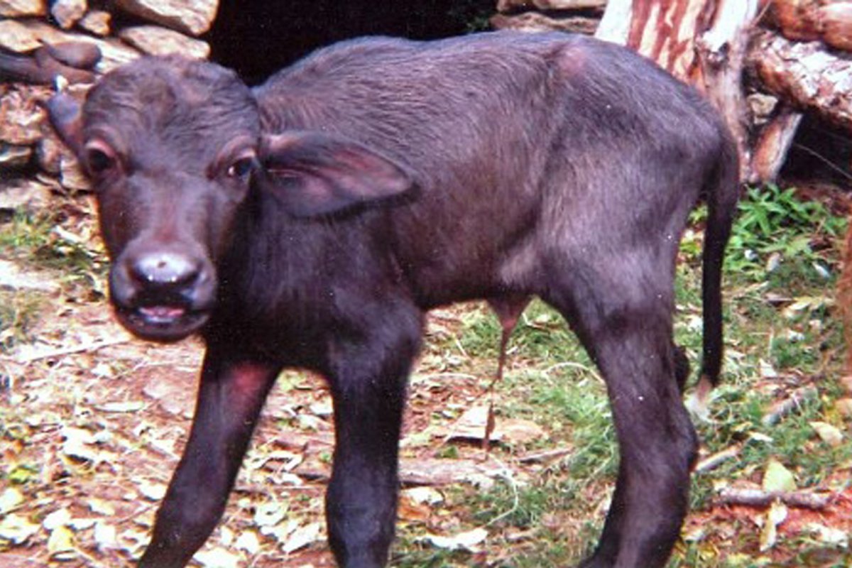 dna-test-will-be-verify-owner-of-buffalo-calf-in-shamli.jpg