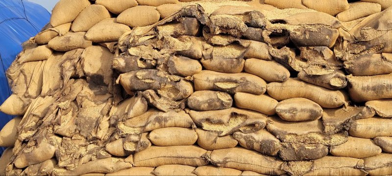 आधी कीमत में सरकारी धान की नीलामी