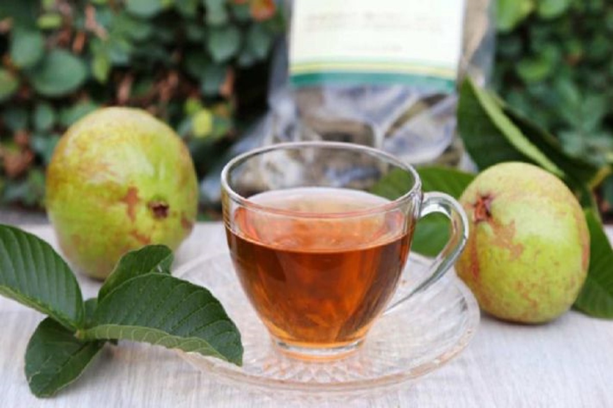 Guava Leaf Tea Benefits: खुद को हमेशा स्वस्थ रखने के लिए रोजाना पिएं, अमरूद की पत्तियों से बनी चाय