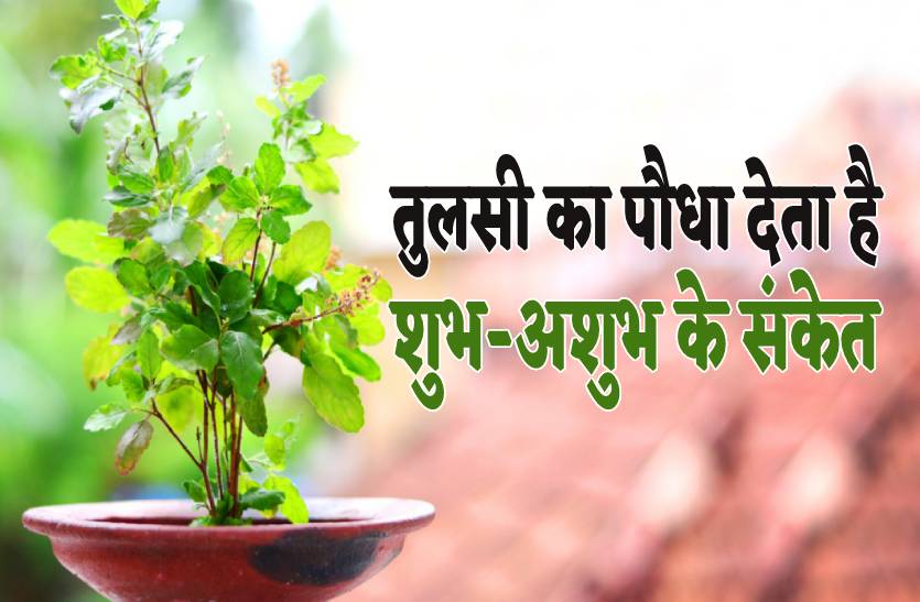 tulsi.jpg