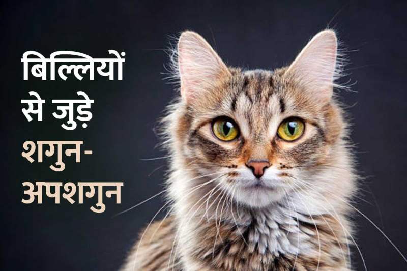 cats superstitions, billi se jude shakun apshakun, billi ka rasta katna shubh ya ashubh, billi ka doodh peena shubh ya ashubh, billi ka rona kaisa hota hai, kali billi dikhe to kya hota hai, बिल्ली रास्ता काटने का मतलब, 