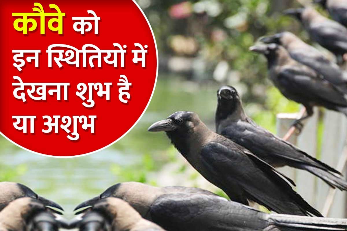 crow shagun apshagun, kauve ki awaaz, kauwe ka bolna, shagun shastra, crow astrology, crow in astrology, ज्योतिष शास्त्र,