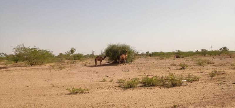 बाड़मेर-जैसलमेर की ओरण बनेगी हैरिटेज साइट, 04 ओरण की प्रक्रिया शुरू