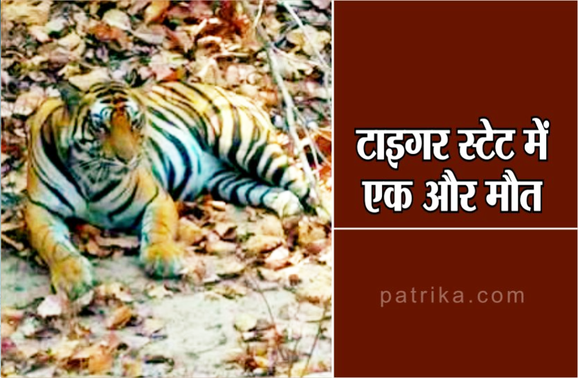 tiger_found_dead_near_panna_reserve_increase_in_the_death_of_tigers_in_mp.png
