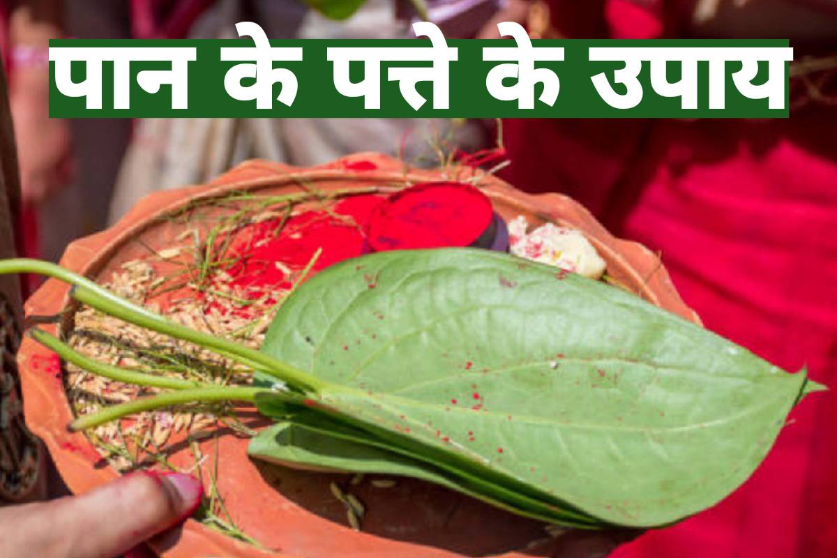 betel leaves astrology, paan ke patte ke upay, paan ke patte ke fayde, laung ke upay, grah kalesh se mukti ke upay, astrology remedies for job, astro tips for business growth, astrology remedies for money, dhan prapti ke upay, mangalwar ke upay, shaniwar ke upay, पान के पत्ते के उपाय, पान के पत्ते के टोटके,