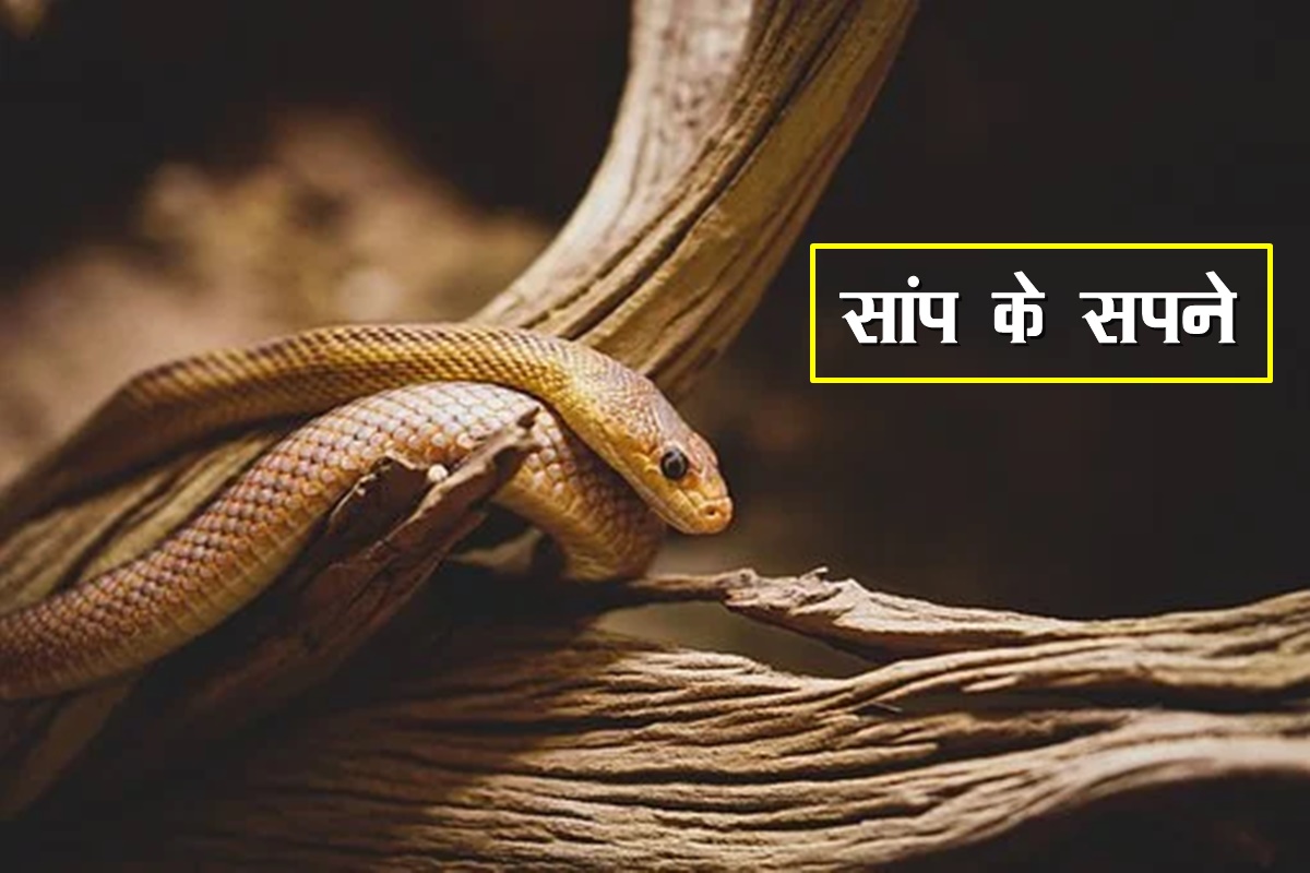 dream interpretation, sapne me saap dekhna, snake dreams, seeing snake in dream, snake dream meaning,