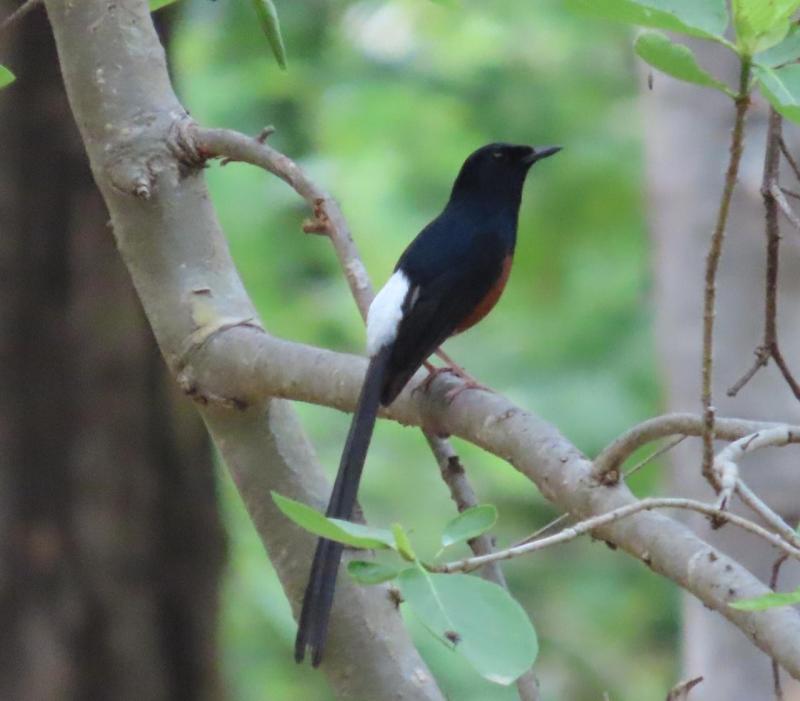 पक्षी सर्वेक्षण के दौरान कैमरा कैद हुई अद्भूत फोटो: देखिए
