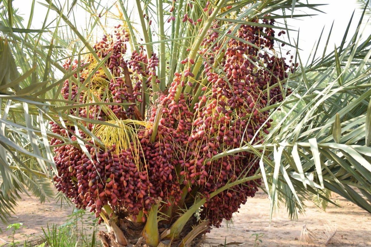 Dates Palm Crisis: खजूर की नई राजधानी बनेगा थार, जाने कैसे