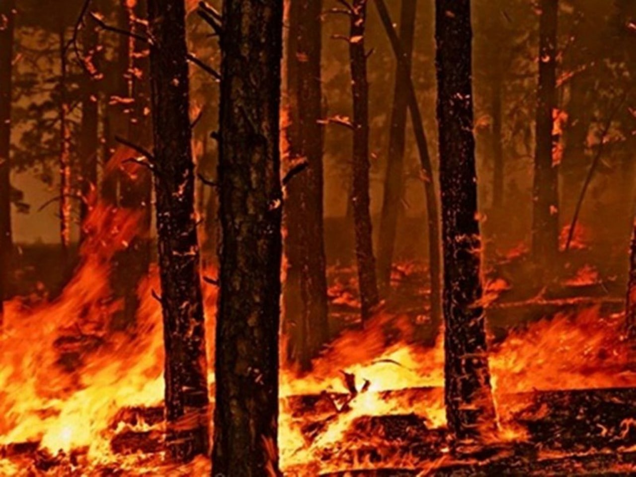 forest fire