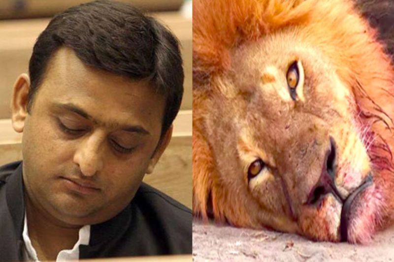 Akhilesh Yadav and Lion Manan