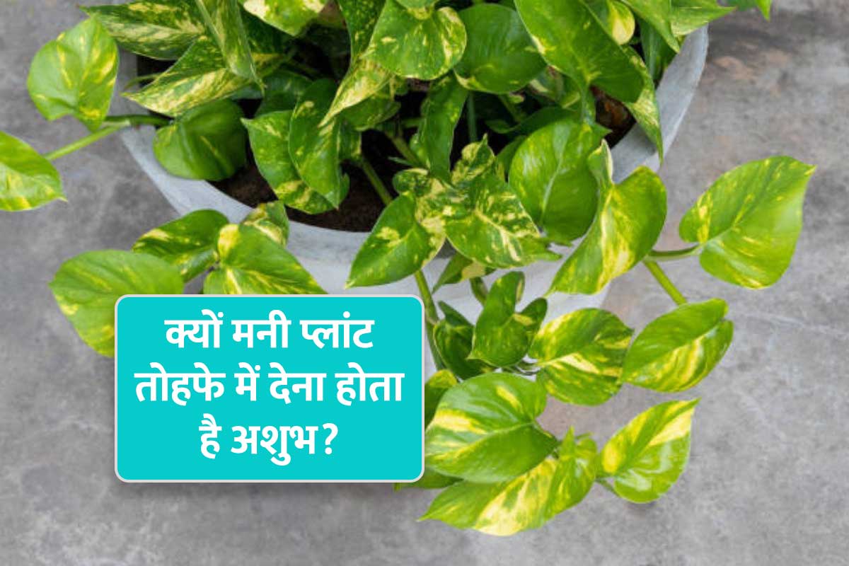vastu tips for money plant, money plant as gift, can we give money plant as gift, money plant for good luck, vastu tips for money plant direction, venus planet in astrology, venus planet ke upay, शुक्र ग्रह का उपाय, वास्तु शास्त्र, मनी प्लांट,