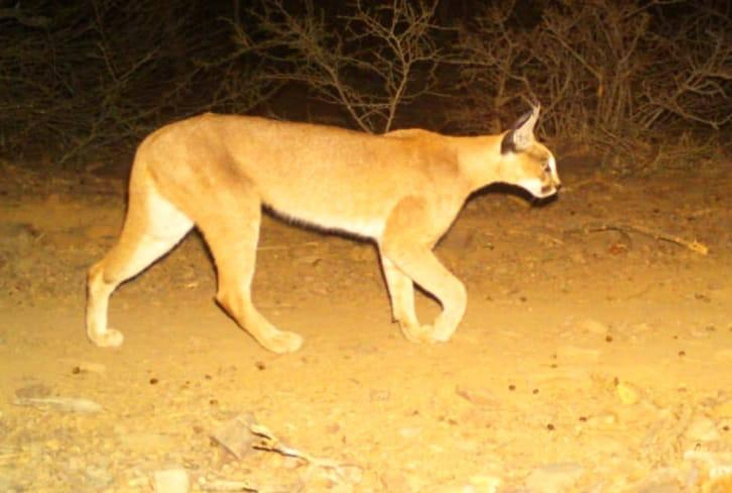 करौली: दुर्लभ वन्यजीव सियागोश को संरक्षित करने की तैयारी, पांच वर्ष का तैयार किया प्लान