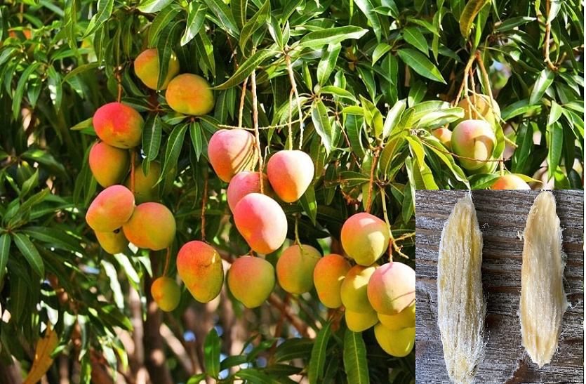 Growing Mango From Seed