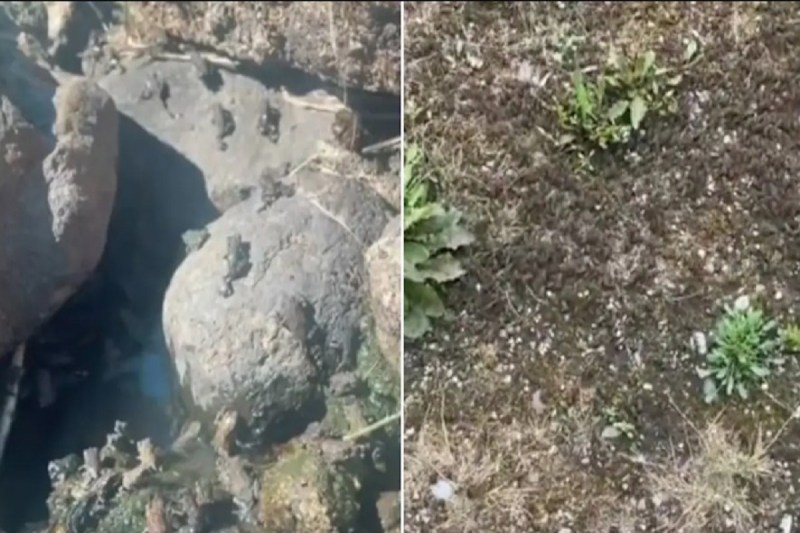 Man's Video Showing One Million Strong Frog Army Shocks Internet