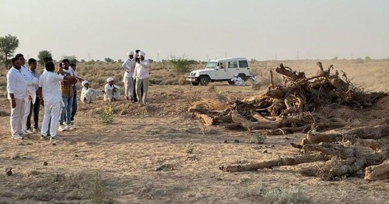 Khejri trees: जमीन में दबे मिले खेजड़ी के पेड़, विश्नोई समाज ने डाला महापडाव, ये है मामला