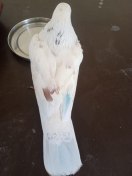 Pakश्रीगंगानगर में सबसे ज्यादा पकड़े जाते हैं पाक कबूतर !