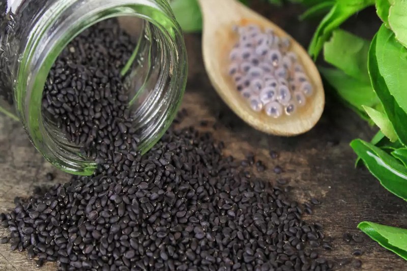 Basil Seeds Benefits: केवल तुलसी के पत्ते ही नहीं, इसके बीज भी है औषधीय गुणों का खजाना, जानें इसके फायदे