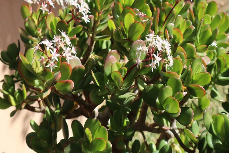 Crassula plant, Crassula plant direction, Crassula plant  benefits, Crassula plant ke fayde, money plant, vastu shastra, vast tips, vastu tips for plant,