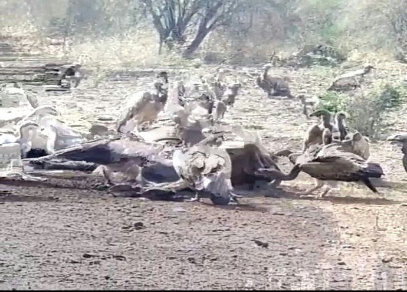 Sariska Tiger Reserve: Vulture Population Increase In sariska Alwar