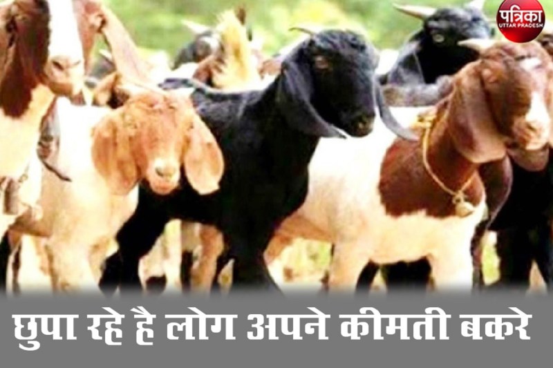 बकरीद से पहले अपने कीमती बकरों को छुपा कर रख रहे लोग, वजह जानेंगे तो चौंक जाएंगे