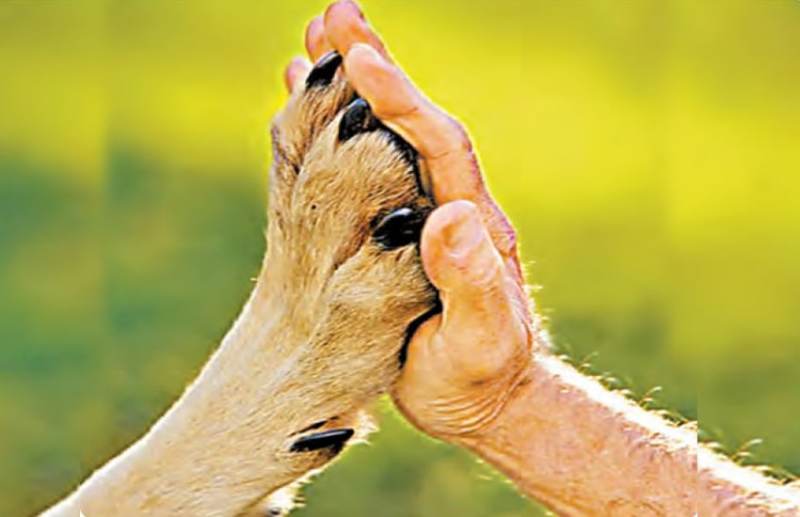 शरीर ही ब्रह्माण्ड: मानव योनि में पशु भाव