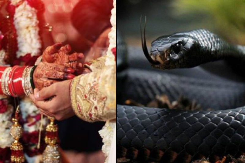 यहां दहेज में दामाद को मिलते हैं 21 जहरीले सांप, ना देने पर टूट जाता है रिश्ता, जानें क्या है वजह