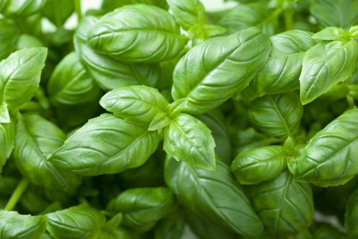 Basil Leaves Benefits: डायबिटीज और तनाव जैसी बीमारियों के लिए रामबाण है तुलसी के पत्ते, रोजाना करें इनका सेवन