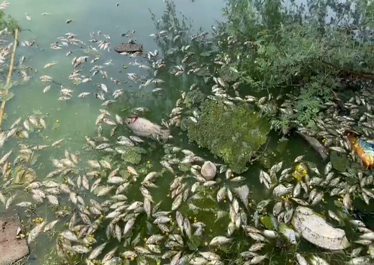 केमिकल युक्त पानी से तालाब में हजारों मछलियों की मौत