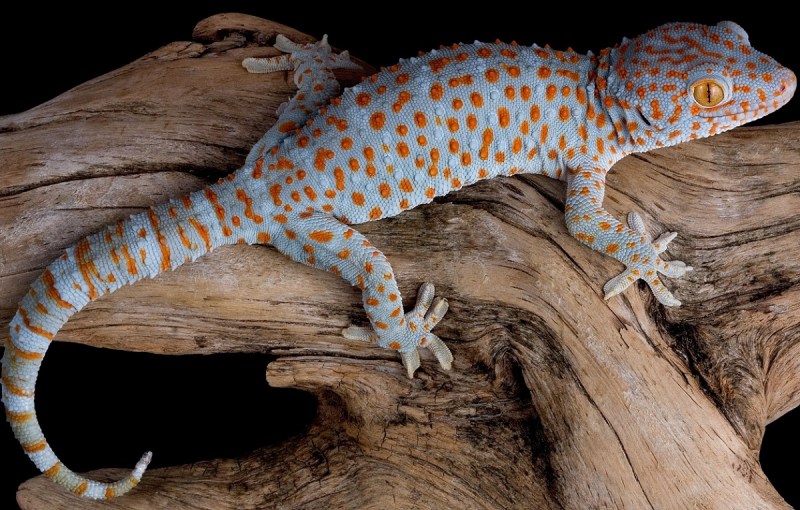 1 करोड़ रुपए में बेची जा रही बिहार में पाई जाने वाली ये छिपकली, विदेशों में की जा रही स्मगलिंग