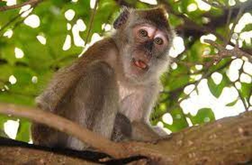 संसद भवन परिसर से बंदरों को लंगूर की आवाज निकालकर भगाएंगे 4 कर्मचारी