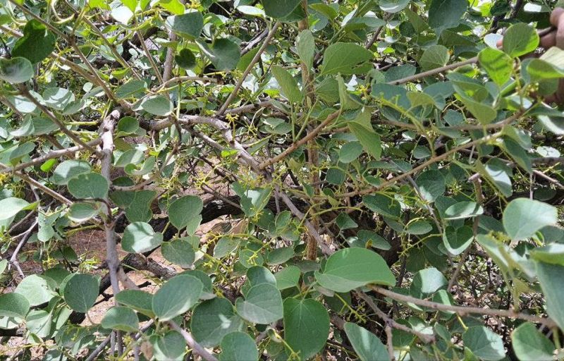 लसोड़ा की फसल पर मौसम की मार, कम पैदावार से बागवान परेशान