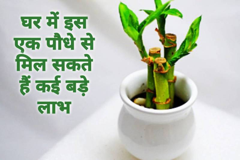 feng shui vastu shastra, bamboo plant benefits, bans ka paudha kaise lagaen, right direction for bamboo plant, feng shui bamboo plant, घर में बांस का पौधा कहां लगाना चाहिए, feng shui plants for home, feng shui tips for marriage, bamboo plant kaha rakhe,