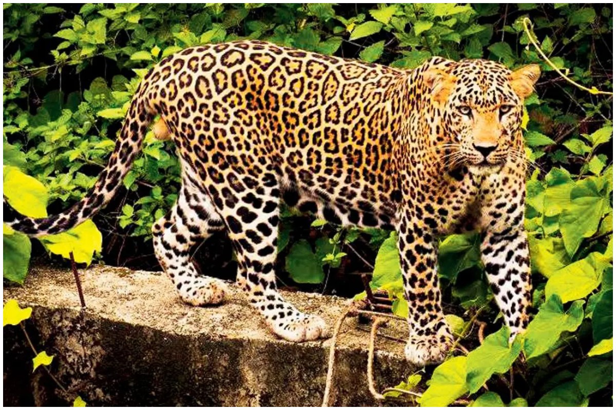 leopard_1.jpg