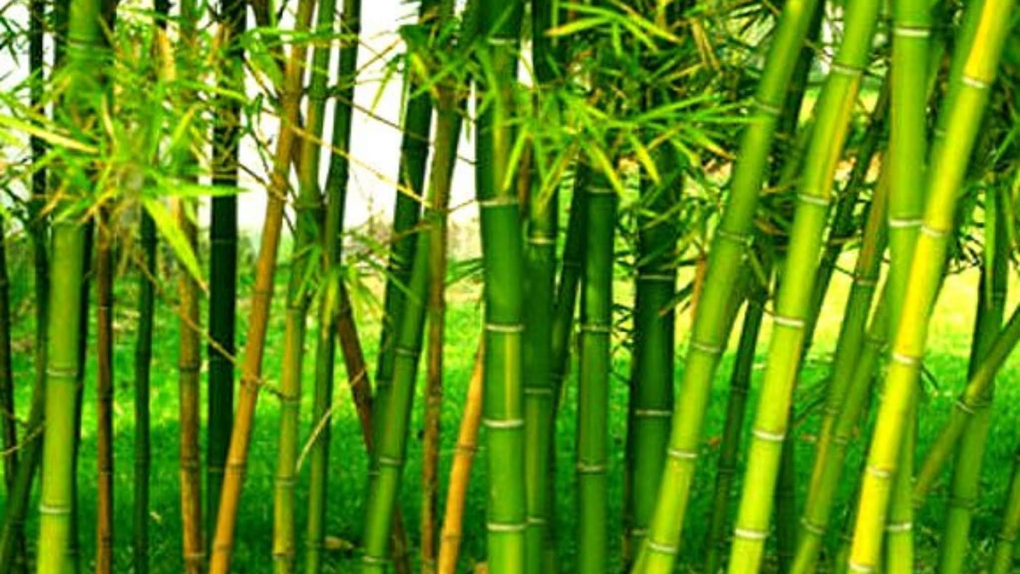 बंजर भू से आस, जब लगेगा बांस