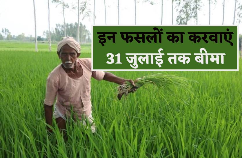 किसानों के लिए खुशखबरी-अब 31 जुलाई तक करवा सकते हैं इन फसलों का बीमा