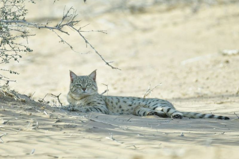 खतरे में  मरुस्थल का मिनी तेंदुआ....जानिएं मुख्य वजह