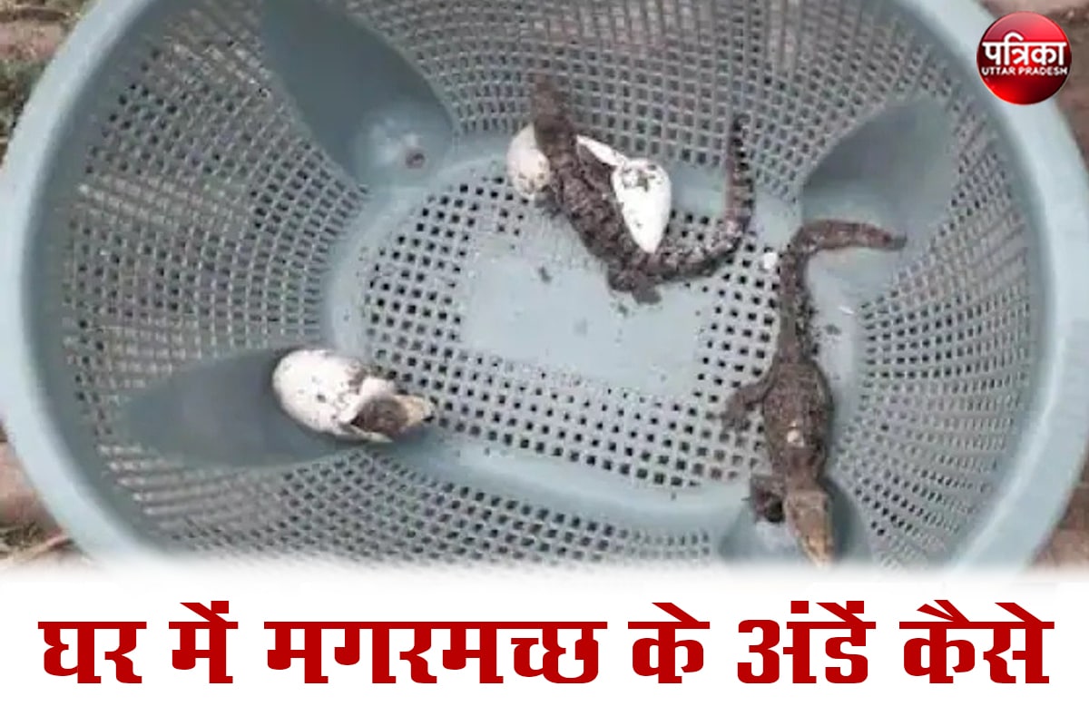 घर में मगरमच्छ के अंडे मिले बच्चे भी निकले, सनसनी फैली