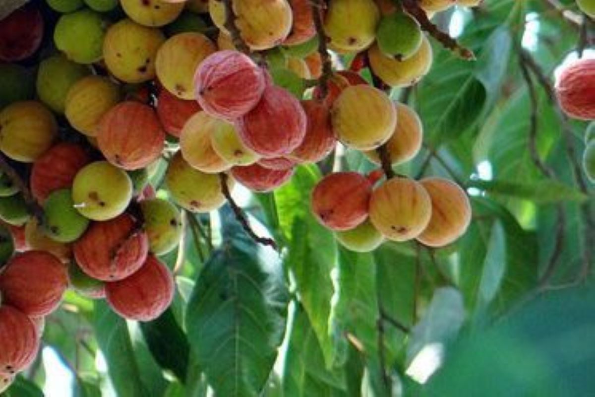 Gular Benefits: औषधीय गुणों से भरपूर है गूलर, एक नहीं कई बीमारियों के लिए है रामबाण इलाज