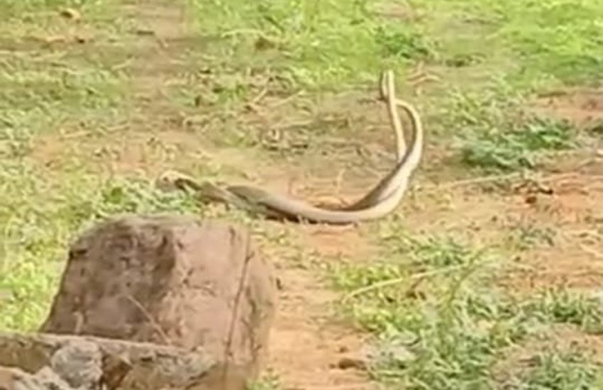What happened in Tikamgarh when snakes and serpents were seen hugging